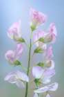 USA, Washington State. Close-up of sweet pea blossoms. Art Print